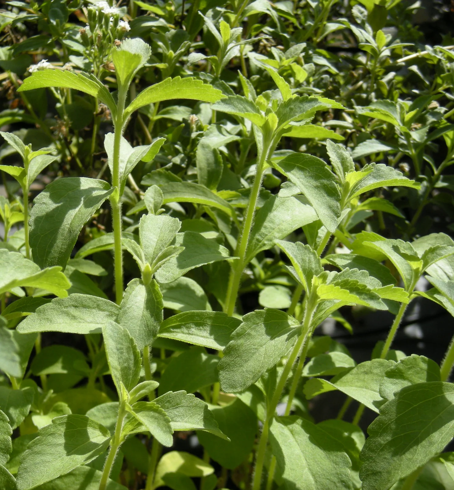 Stevia plant foliage, not purified extract and not a recommendation to consume raw leaves. Ethel Aardvark / Wikimedia Commons, CC BY 3.0.