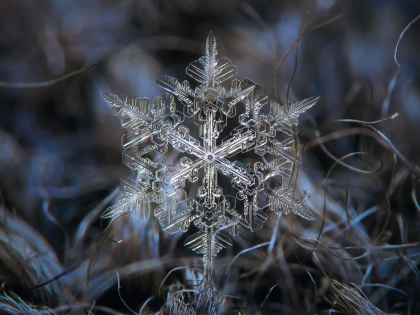 Snow crystal with six finely branching arms and a bright center against a dark background