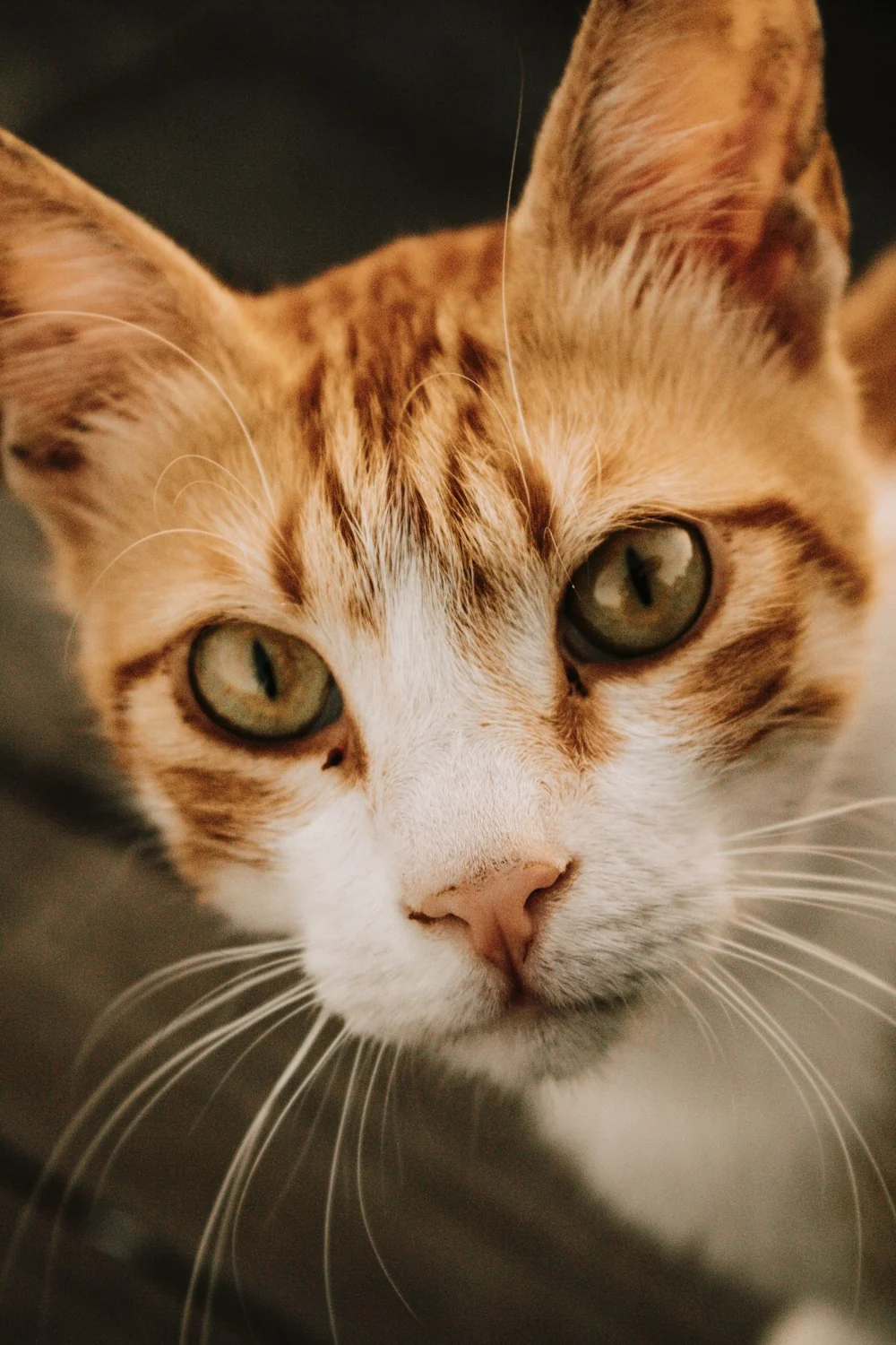 Orange and white tabby cat looking toward the camera in a close-up portrait