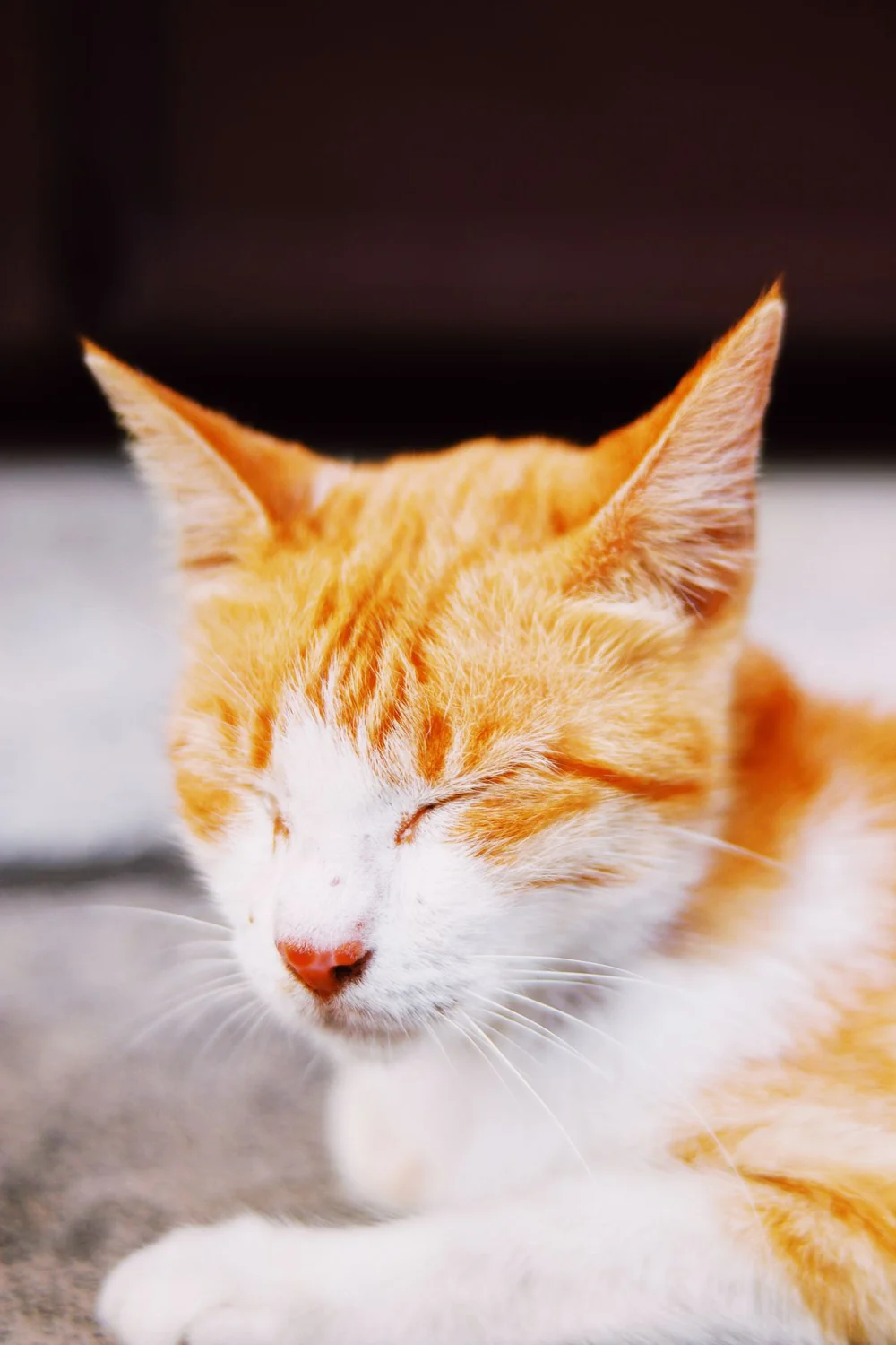 Orange cat resting with its eyes closed on pale bedding