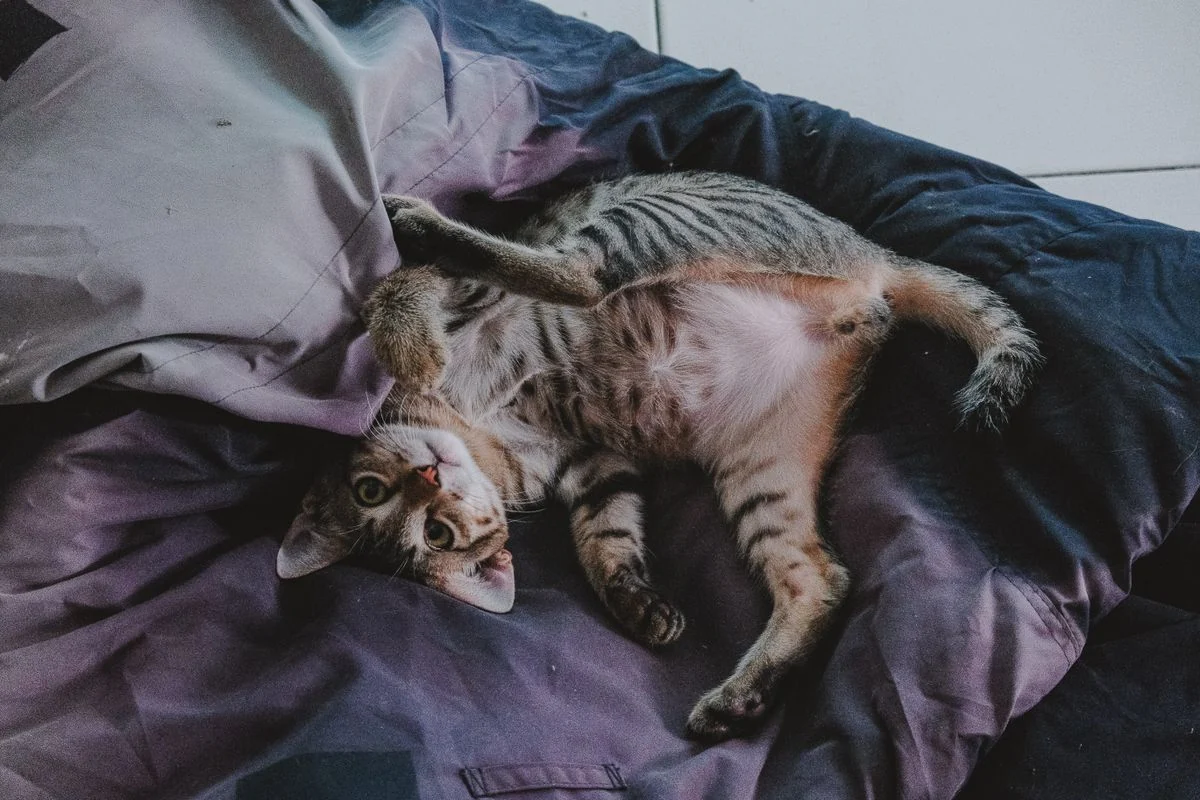 Tabby cat lying upside down on a bed with its face and belly visible