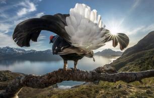 الفائزين في مسابقة BigPicture Natural World للتصوير الفوتوغرافي لعام 2019