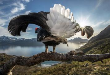 الفائزين في مسابقة BigPicture Natural World للتصوير الفوتوغرافي لعام 2019